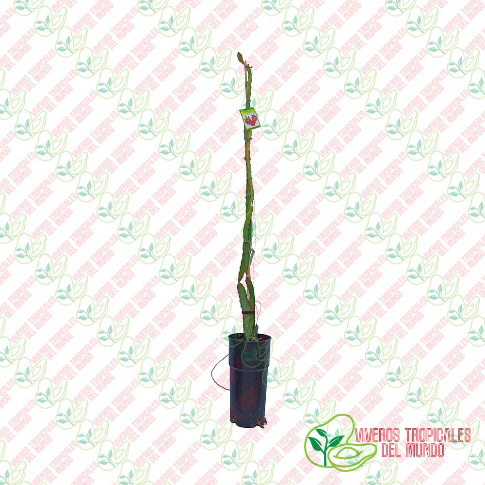 Pitaya Halleys Comet (H. Undatus x H. Guatemaltensis) / Planta de 1 año