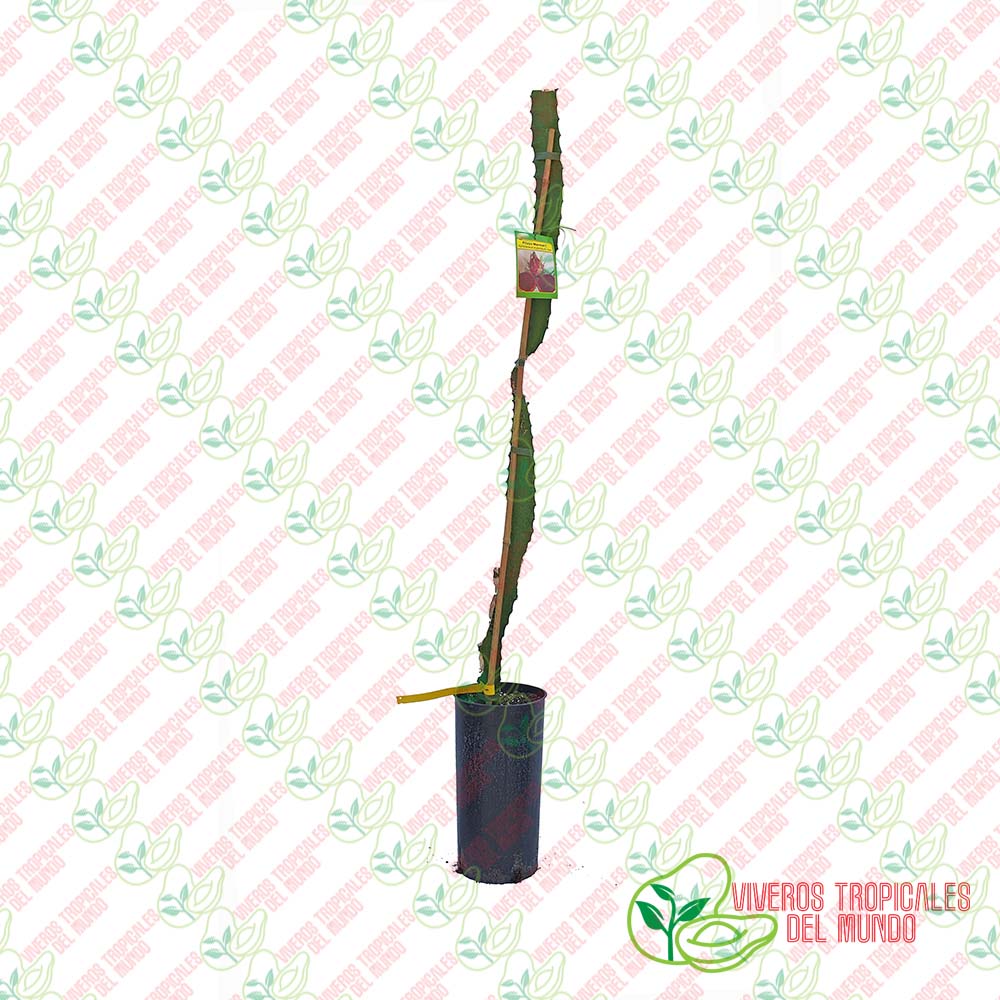 Pitaya Marmel1 (Hylocereus Hybridum ssp)