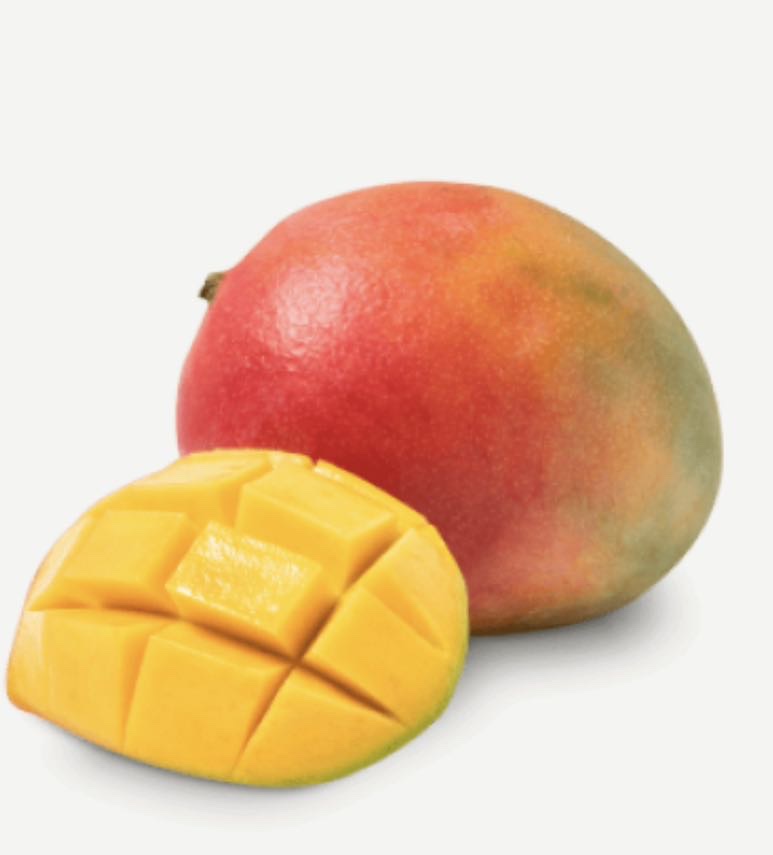 Planta o árbol de Mango Keiit  (Mangifera Indica) Patrón porta injertos Gomera-3/ Planta de 1 año