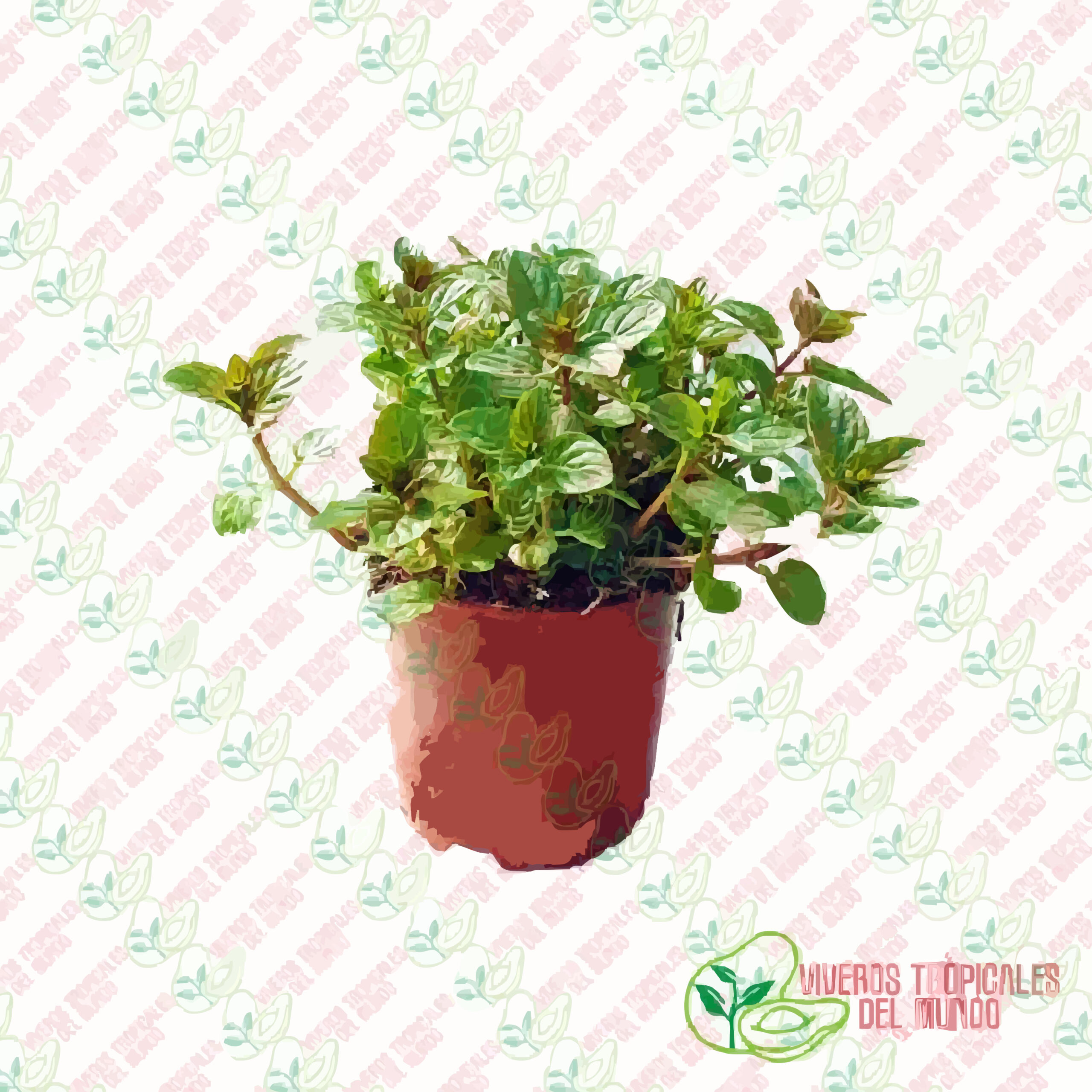 Menta (Mentha)
