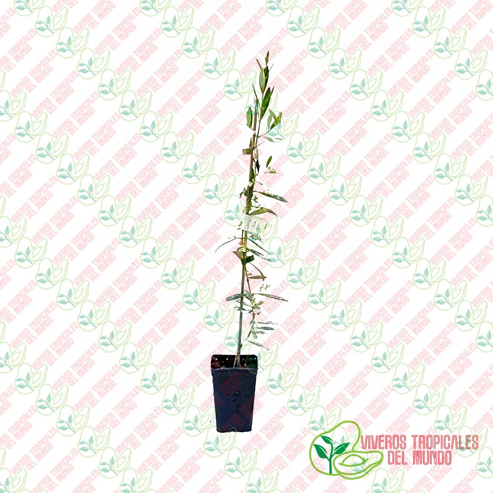 Olivo (Olea Europea) Variedad Cornezuelo de Jaen / Planta de 1 año