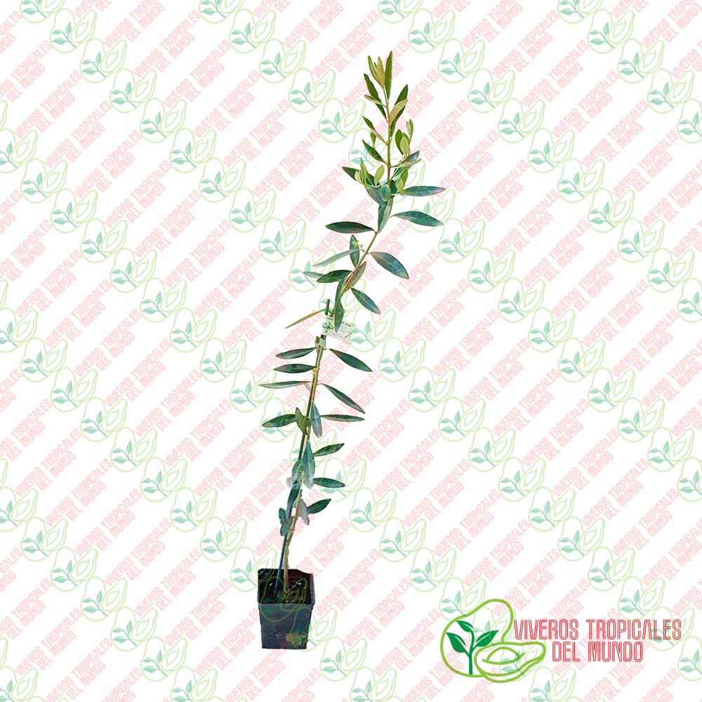 Olivo (Olea Europea) Variedad Picual / Planta de 1 año