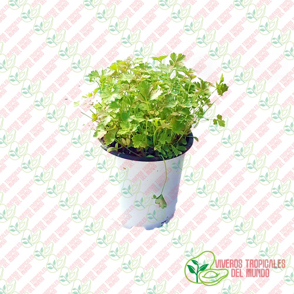 Perejil Liso (Petroselinum crispum)