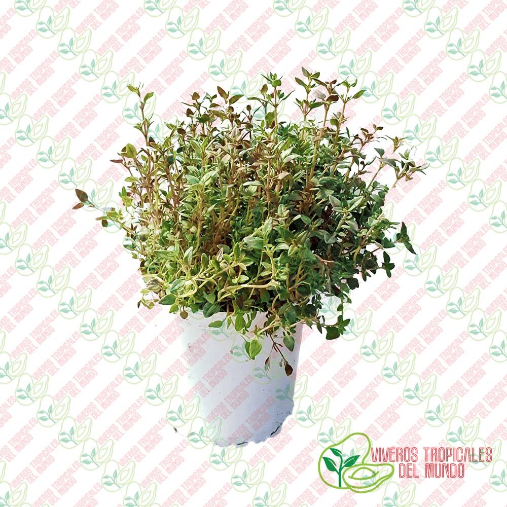 Tomillo (Thymus)