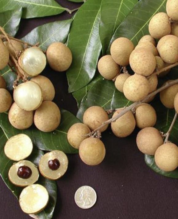 Planta o árbol de Longan (Dimocarpus Longan) / Planta pequeña  de 10 cm