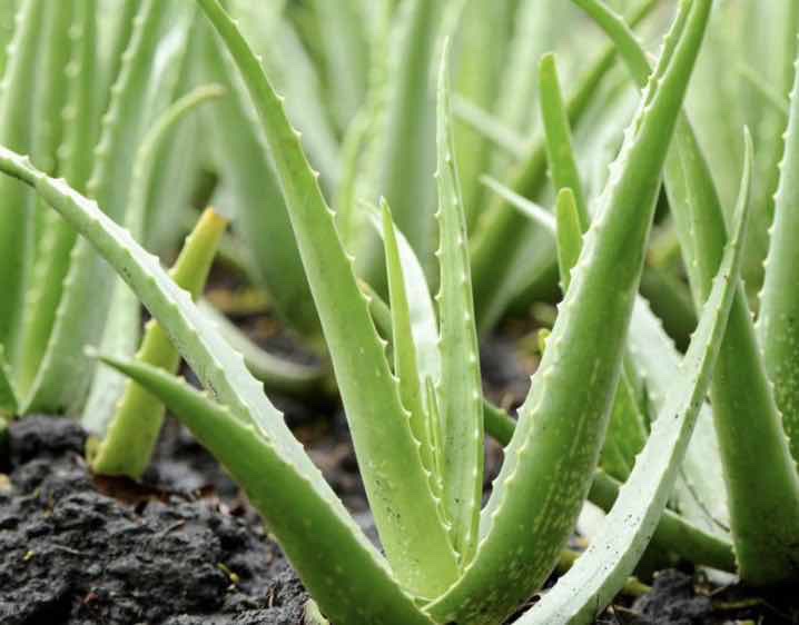 Aloe Vera