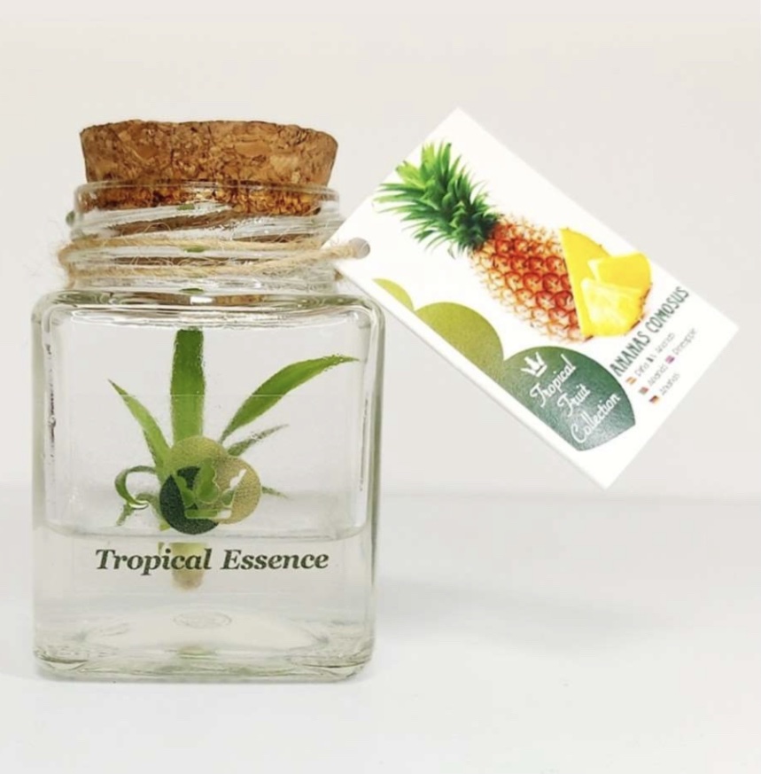 Planta de piña invito ( Md2)