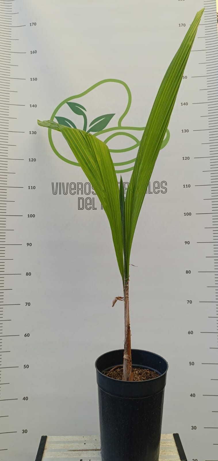 Coco Plumoso
