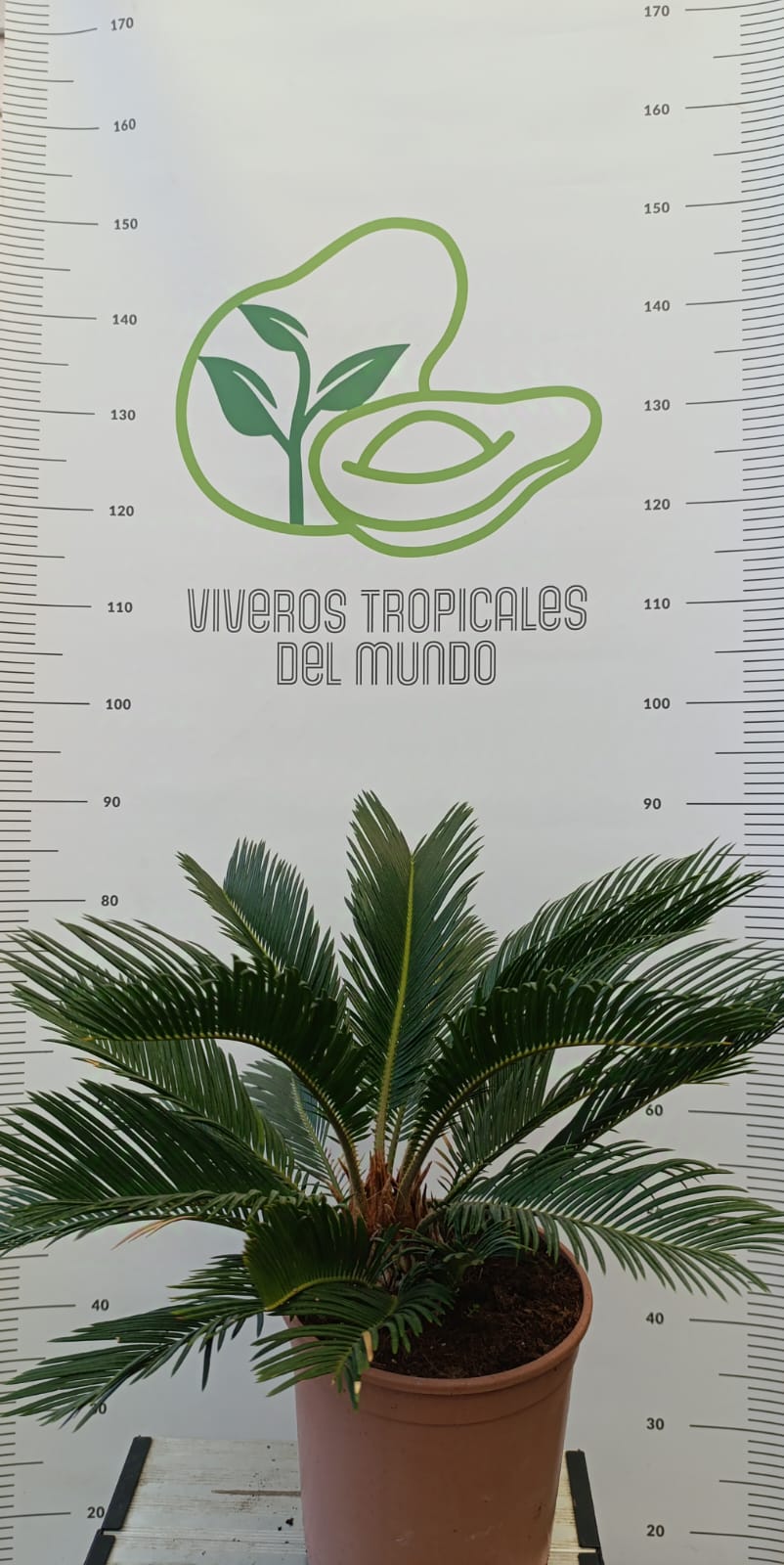 Cyca Revoluta m-15