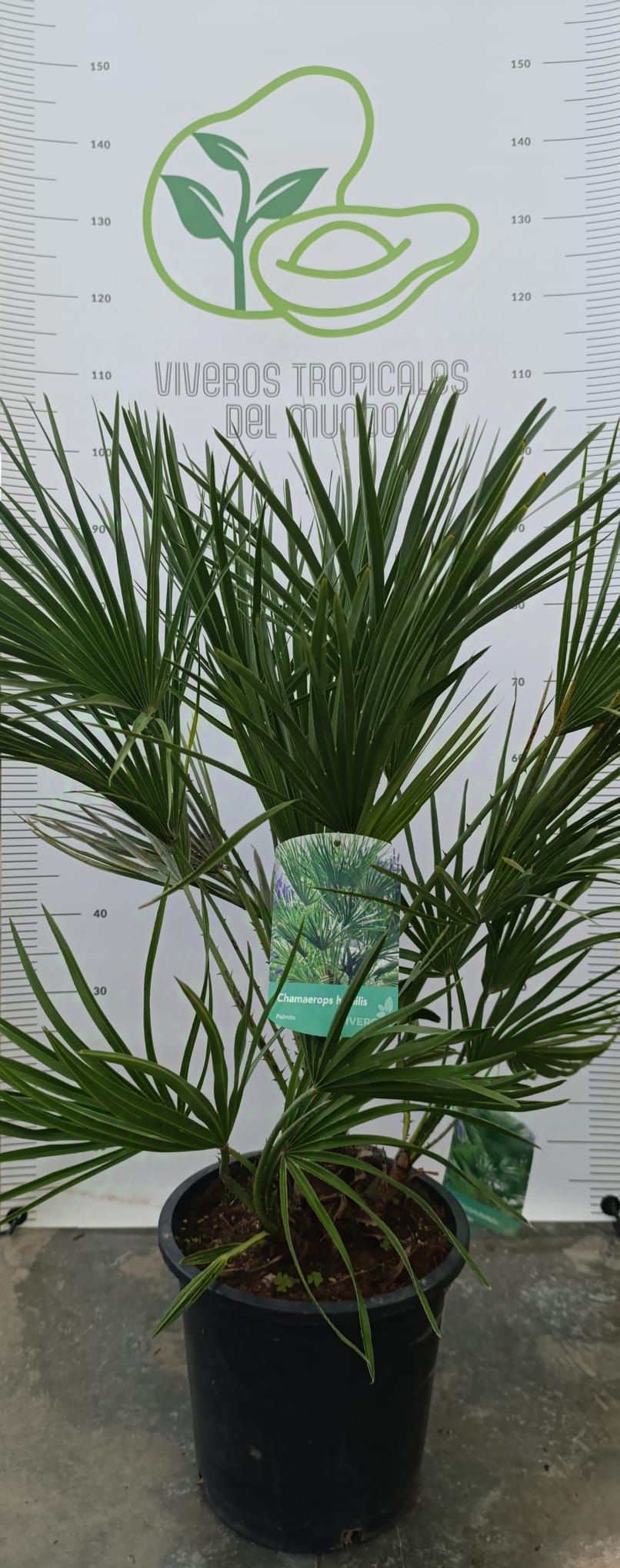 Palmeras