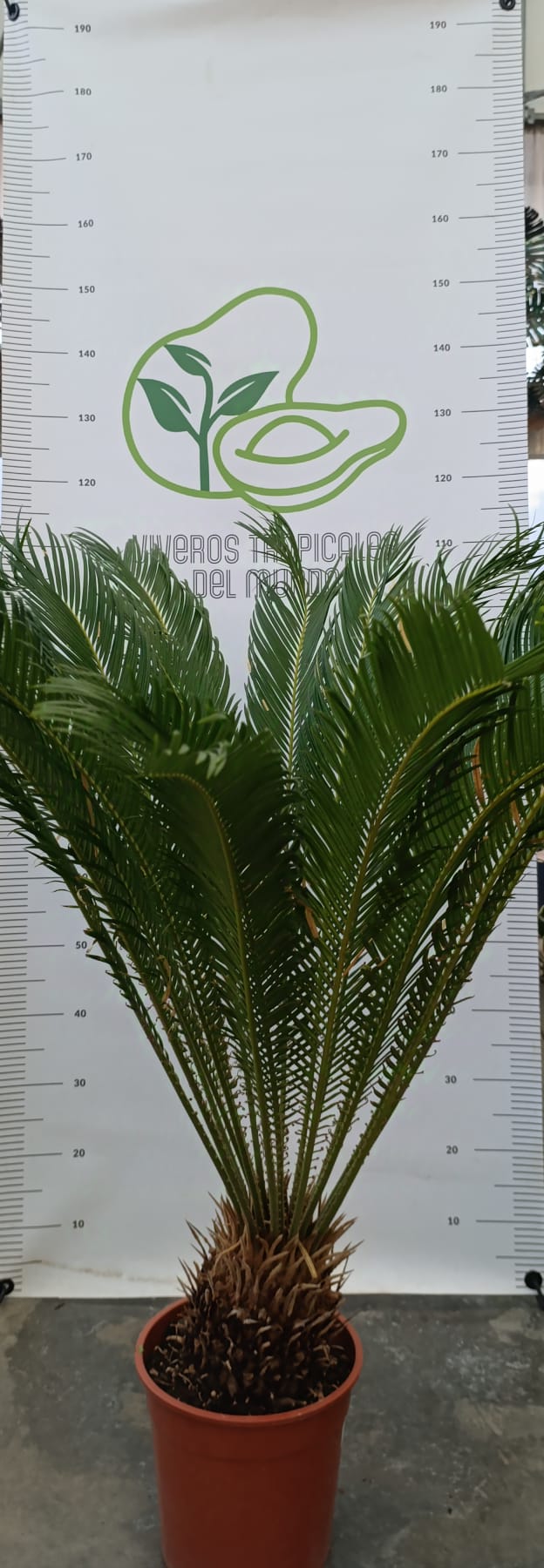 Palmeras Cyca Revoluta