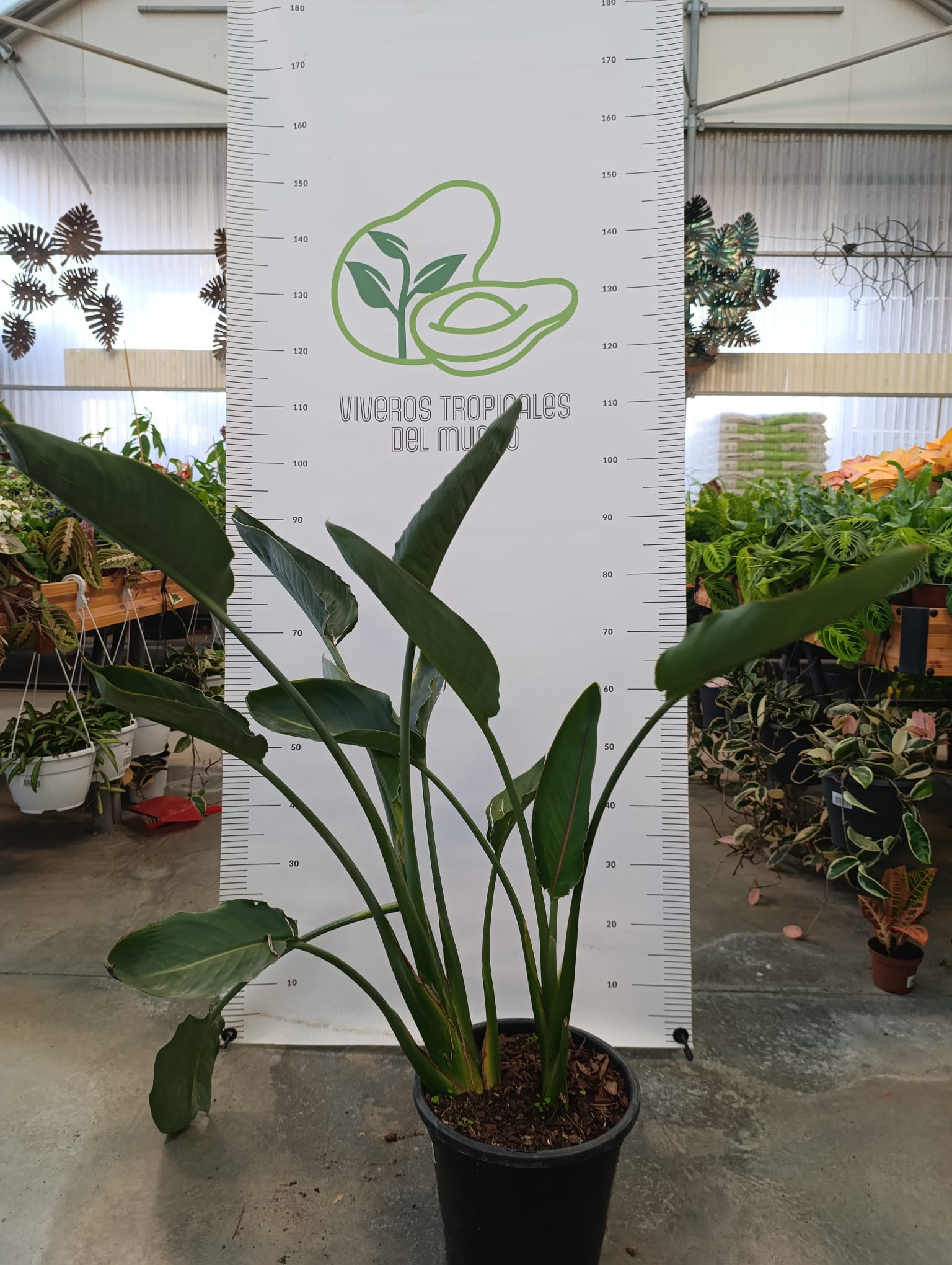Strelitzia Reginae