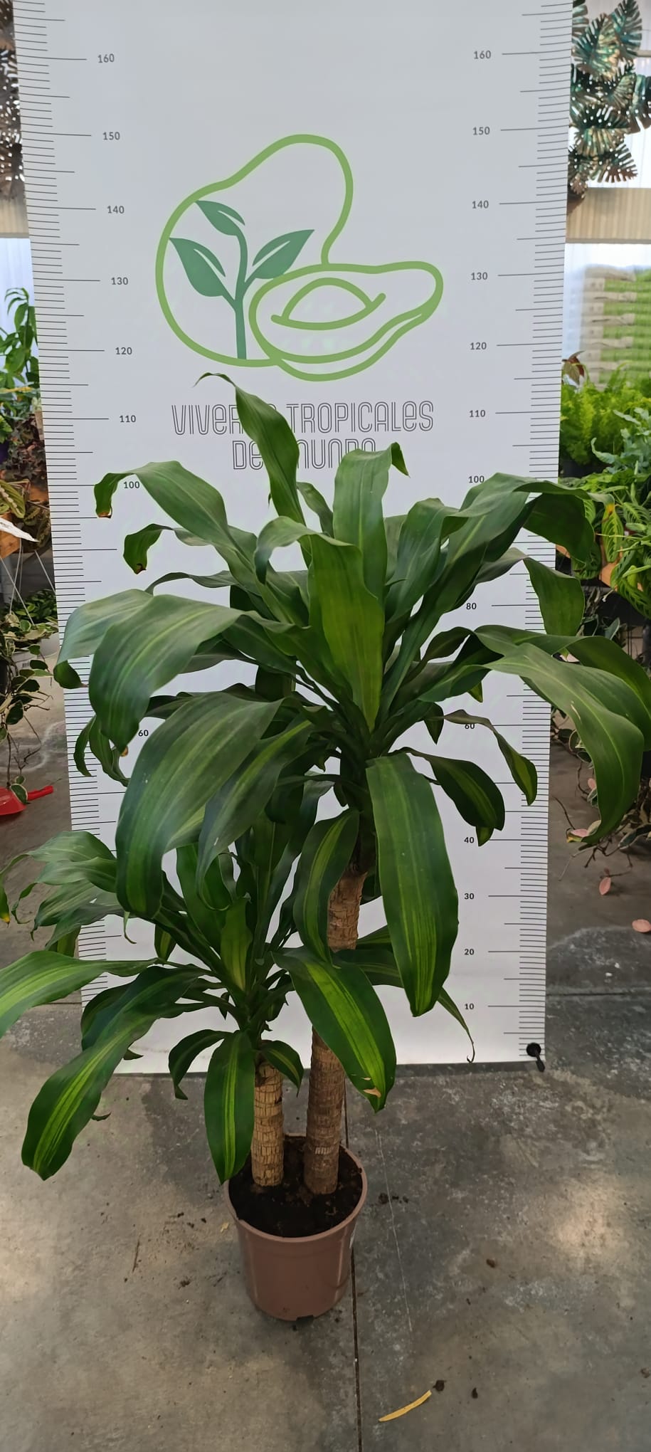 Dracaena Compacta M-17