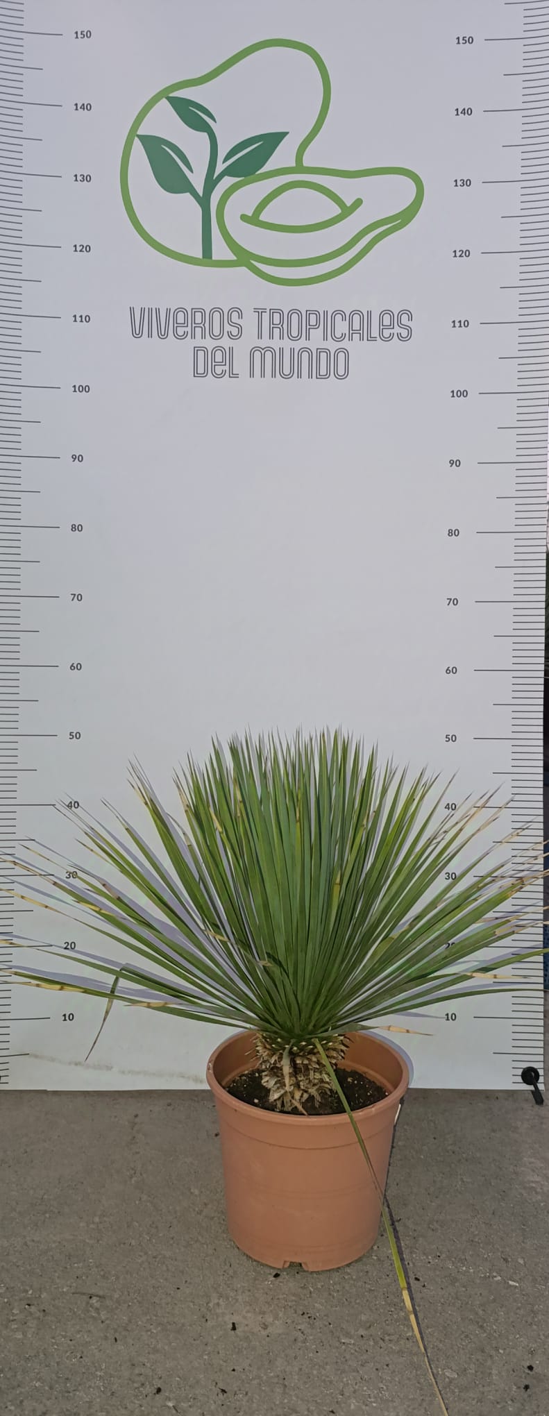 Palmera yucca Rostrata