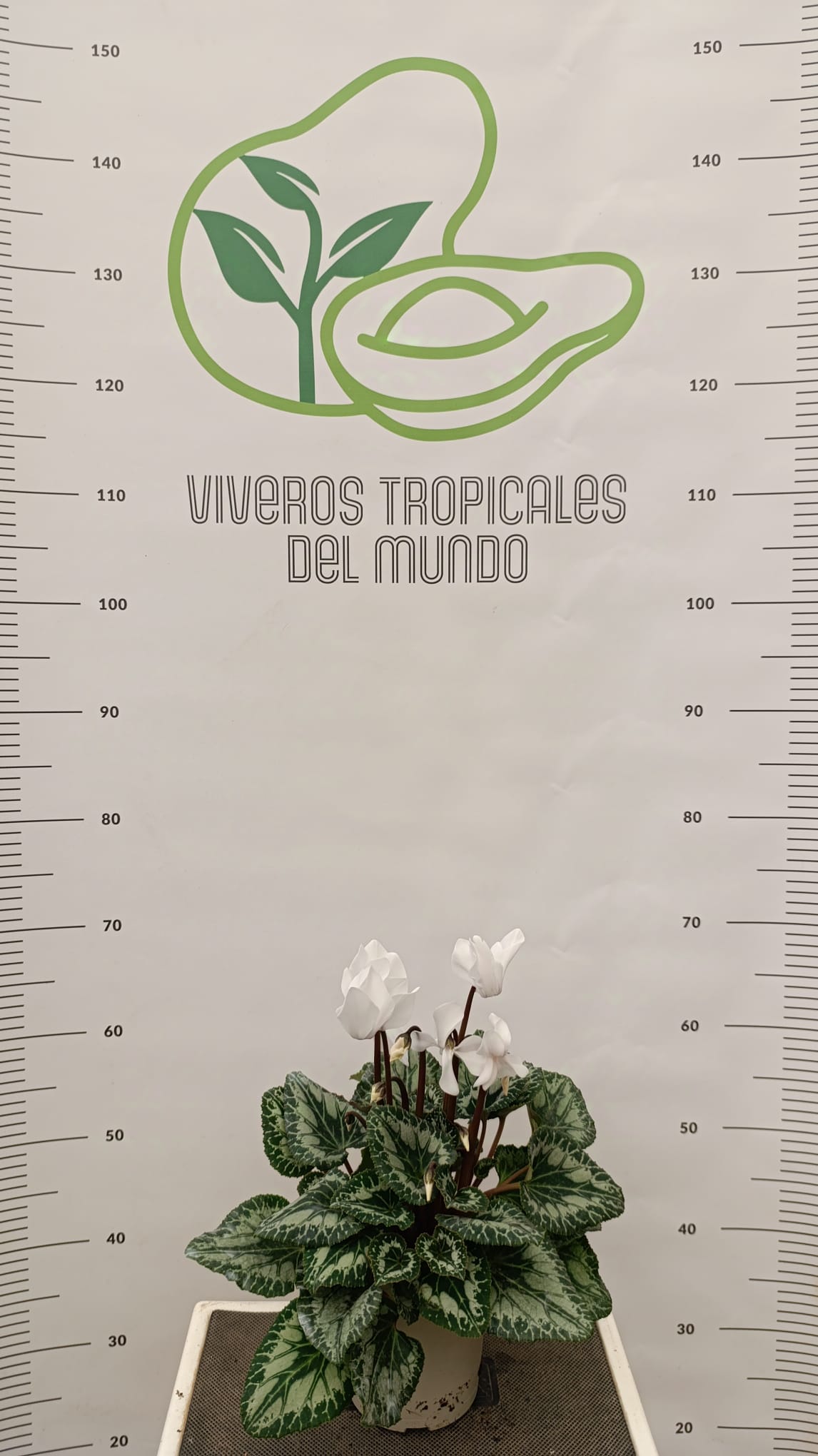 Comprar Planta de Cyclamen
