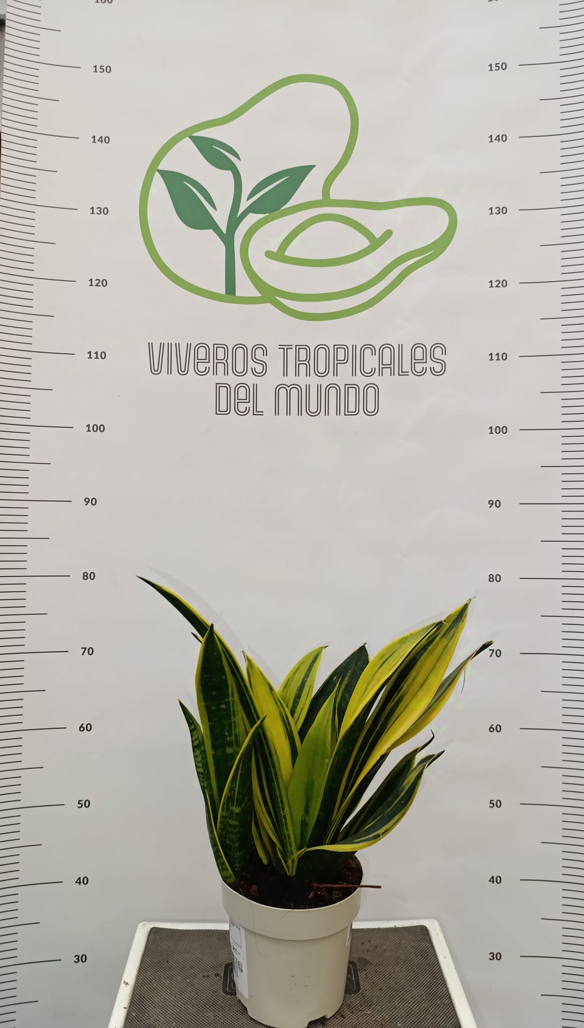 Comprar Planta Sanseveira
