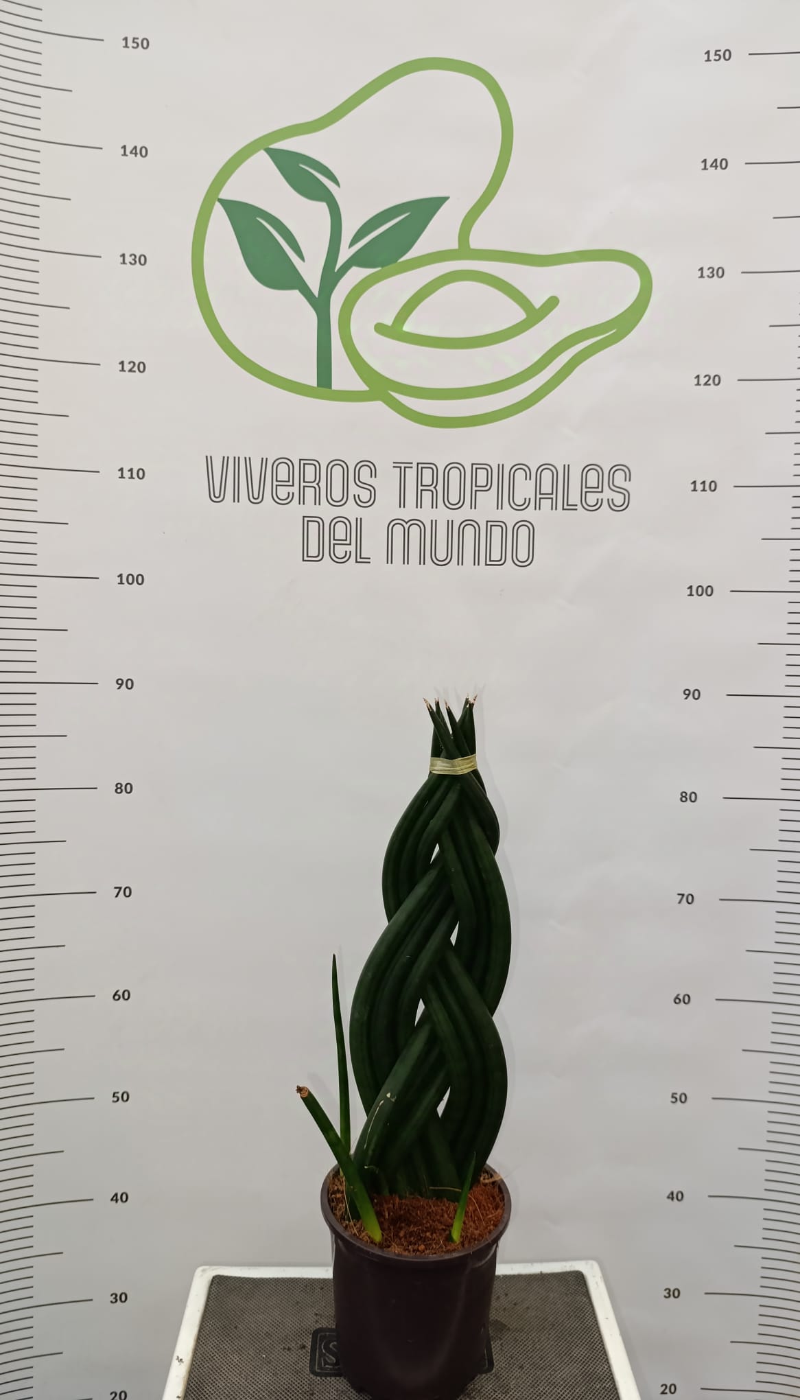 comprar planta sansevieria cilíndrica trenzada