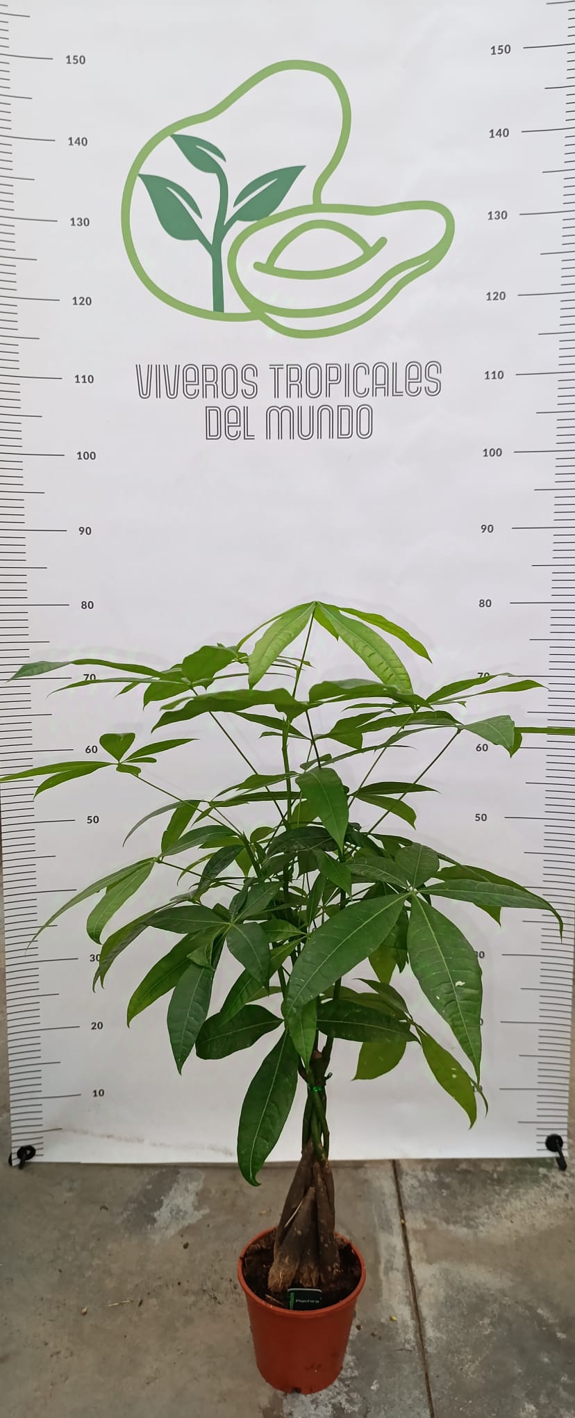 Comprar Planta Pachira Acuática