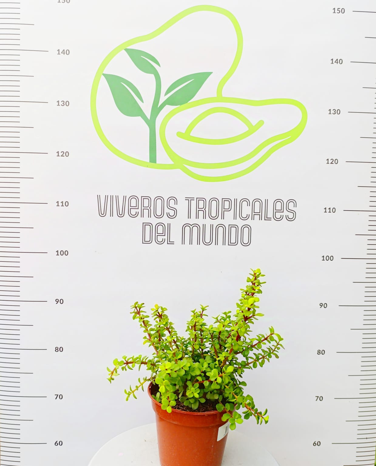 Comprar Portulacaria